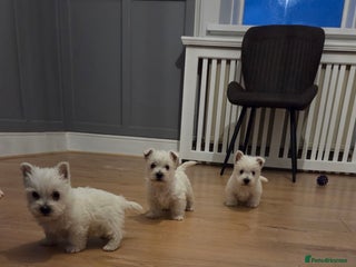 West Highland Terrier dogs Pedigree Westie Boys. - Advert 2