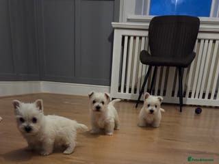 West Highland Terrier dogs Pedigree Westie Boys. - Advert 1
