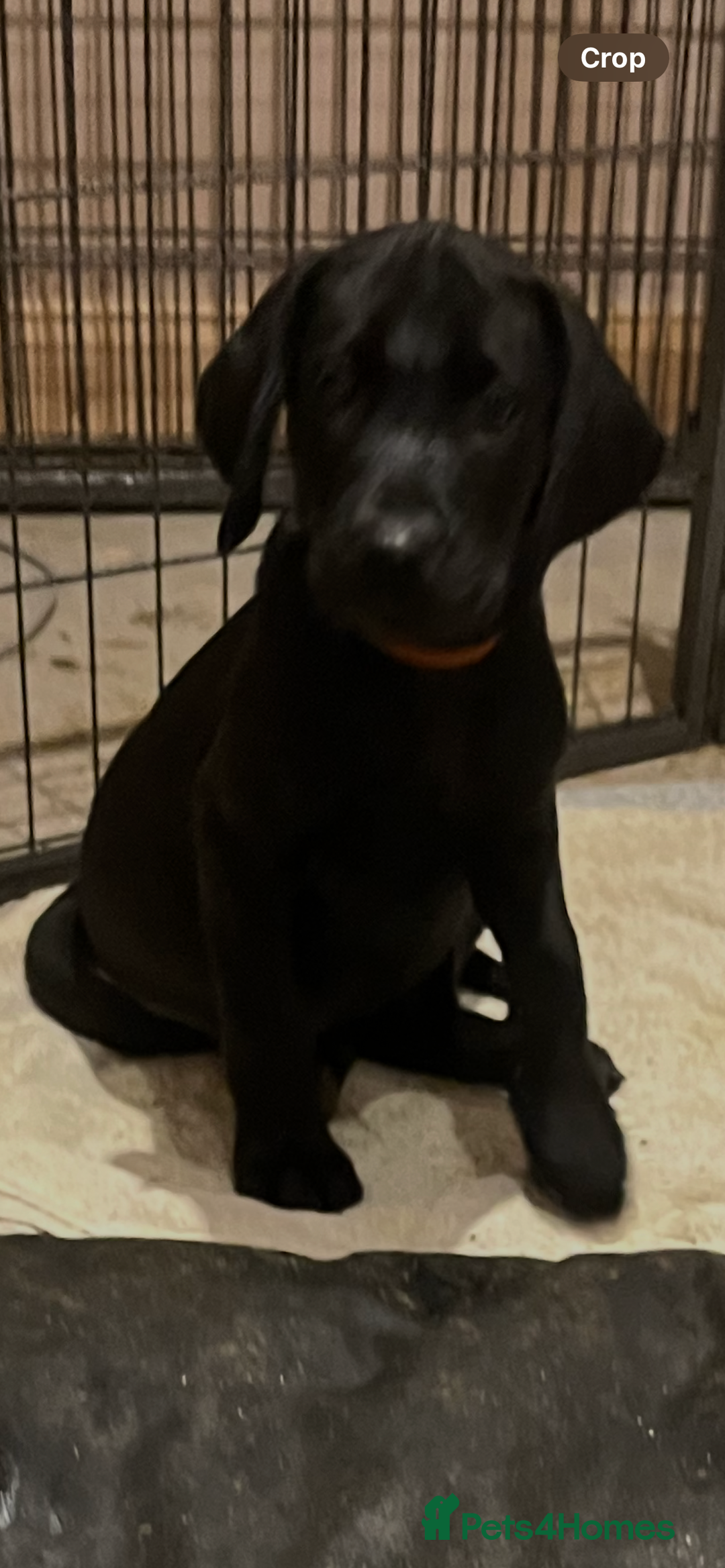 Labrador Retriever dogs for sale: Stunning fox red & black Labrador puppies  - Image 19