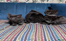 Ragdoll cats for sale: Ragdoll X ready to go! - Image 18