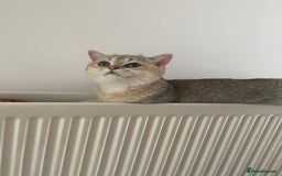 British Shorthair cats for sale: Caring, loving Pure BSH Golden Boy Available  - Image 10