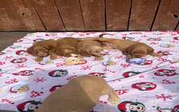 Cocker Spaniel dogs for sale: Beautiful cocker spaniel puppies  - Image 7