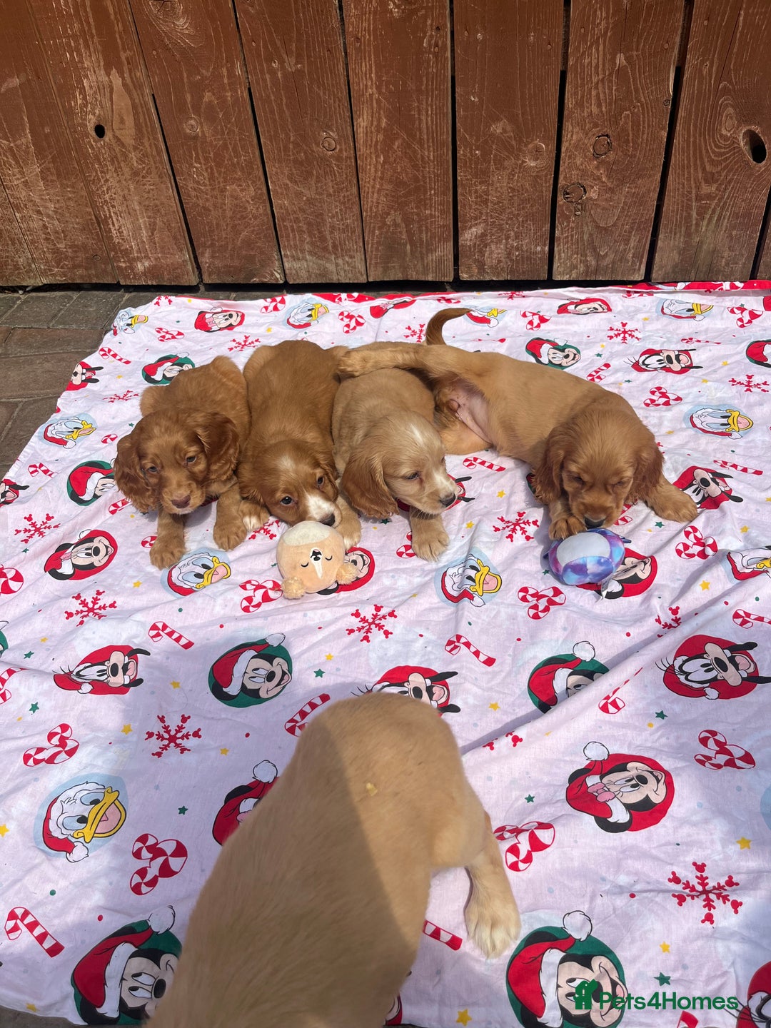 Cocker Spaniel dogs for sale: Beautiful cocker spaniel puppies  - Image 7
