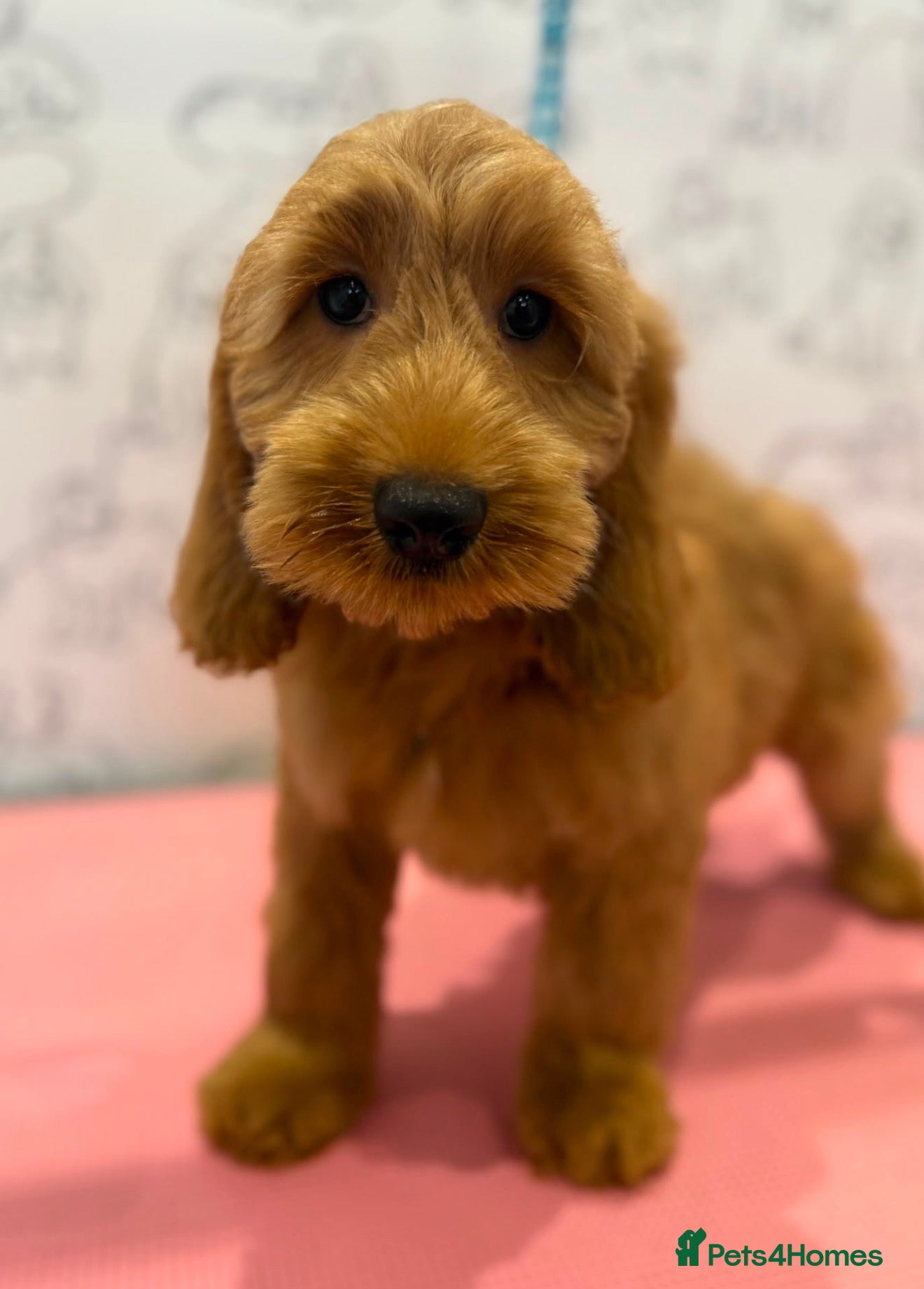 Cockapoo dogs 💜💛🧡Stunning Cockapoo's READY NOW 🧡💛💙 - Advert 1