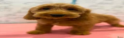 Cockapoo dogs for sale: 💜💛🧡Stunning Cockapoo's READY NOW 🧡💛💙 - Advert 4