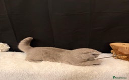 British Shorthair cats for sale: FULL PEDIGREE, REGISTERED BSH - Image 14