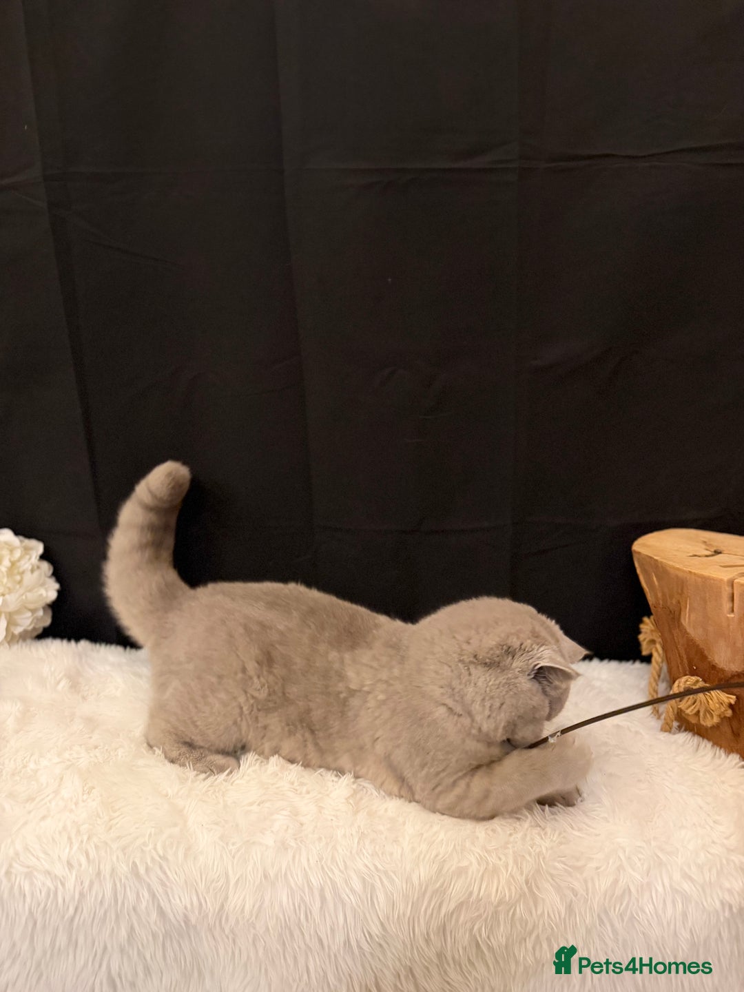 British Shorthair cats for sale: FULL PEDIGREE, REGISTERED BSH - Image 14