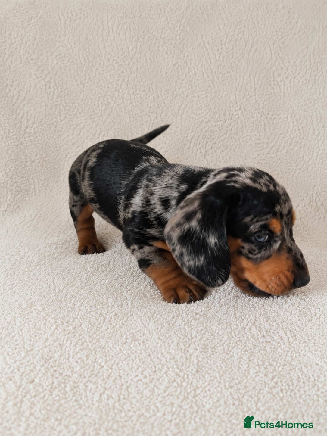 Miniature Dachshund dogs Mini dachshund pupies KC reg DNA tested parents - Advert 2