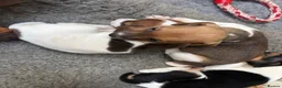 Jack Russell dogs for sale: Jack Russell Pups in York - Advert 9