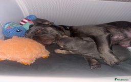 French Bulldog dogs for sale: Chunky French bulldog pups 4 girls  - Image 27