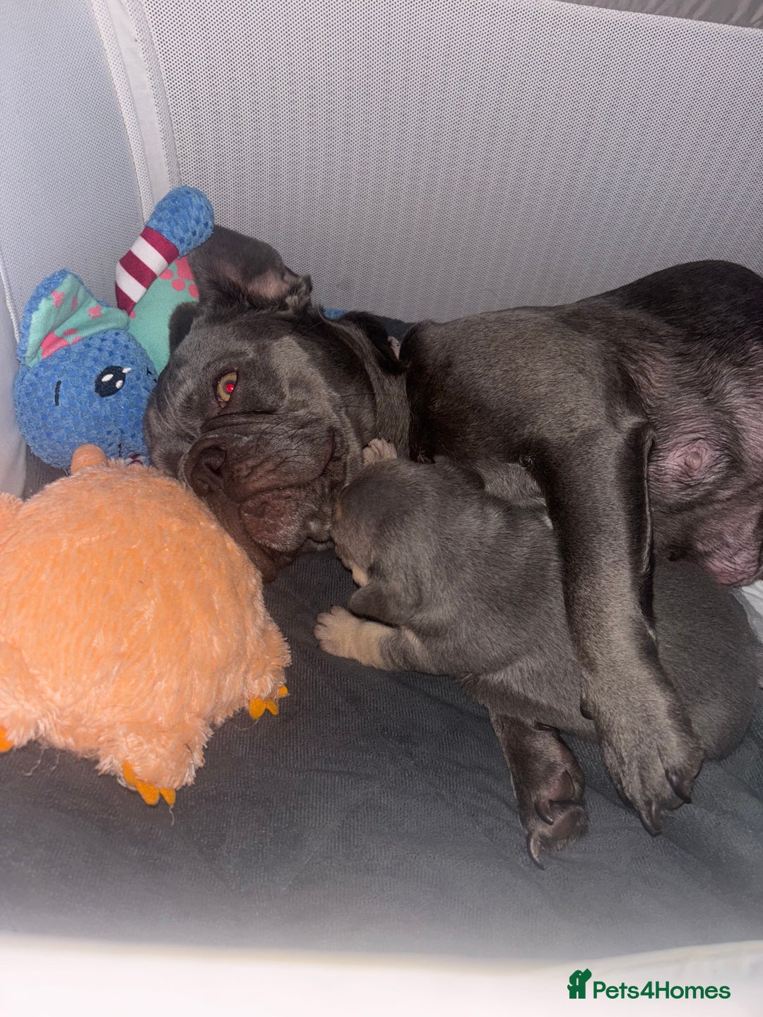 French Bulldog dogs for sale: Chunky French bulldog pups 4 girls  - Image 27