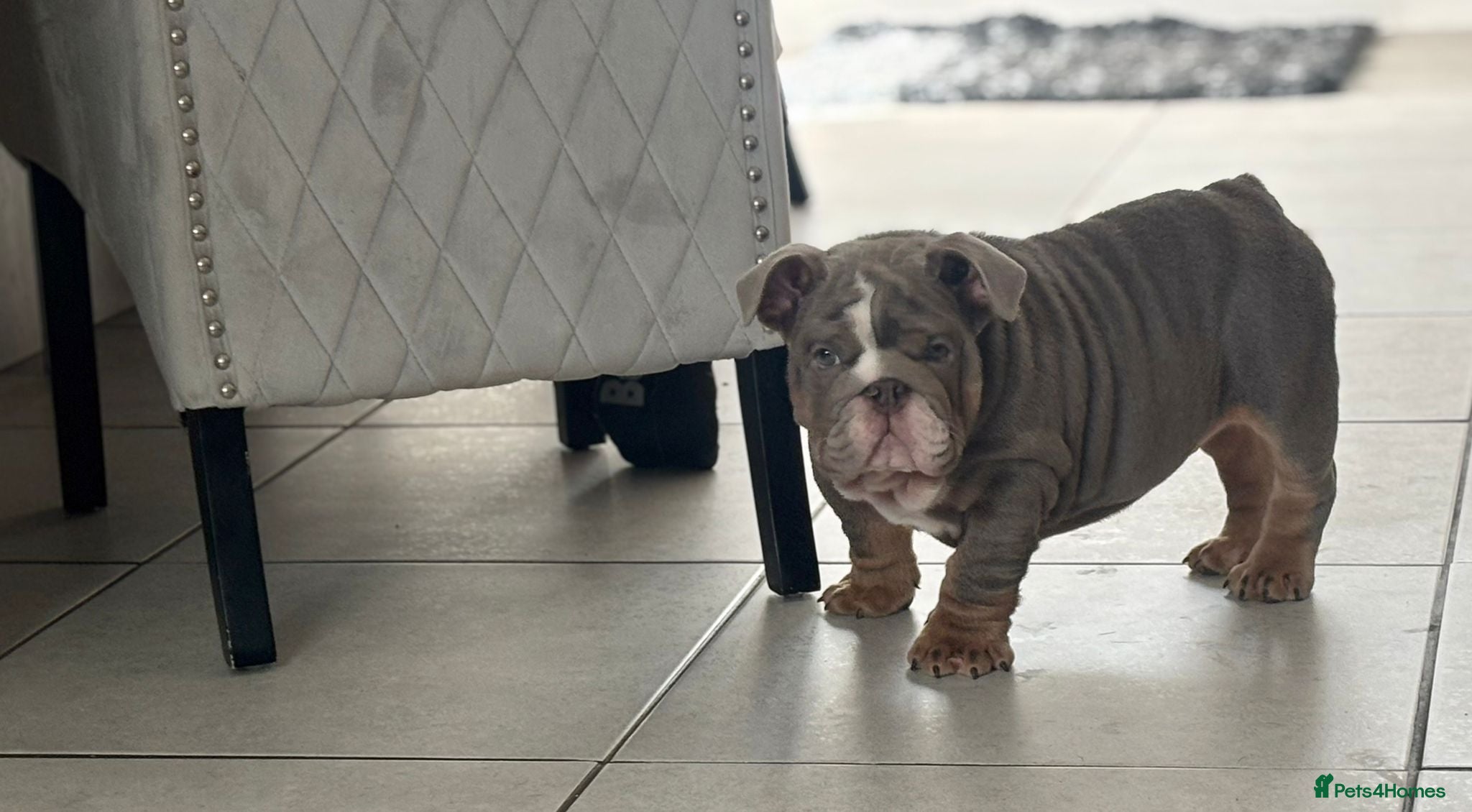 English Bulldog dogs Bulldog babies  - Advert 2