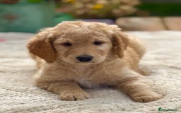 Goldendoodle dogs for sale: Exeptional Goldendoodle puppies F1b - Image 5