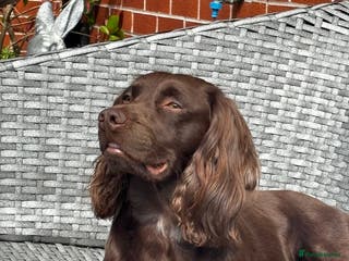 Sprocker dogs Three year old sprocker for stud in Stafford - Advert 2