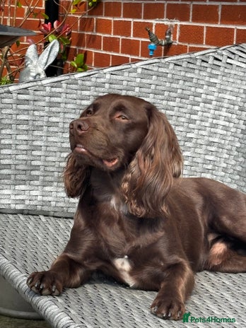 Sprocker dogs for stud in Stafford - Advert 1