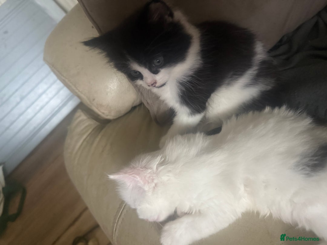 Mixed Breed cats for sale: Long haired fur balls  - Image 2