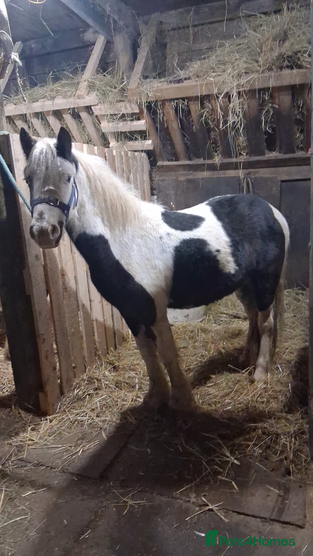 Irish Cob horses 3 year old gelding  - Advert 1