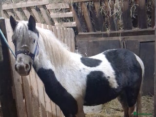 Irish Cob horses 3 year old gelding - Advert 1