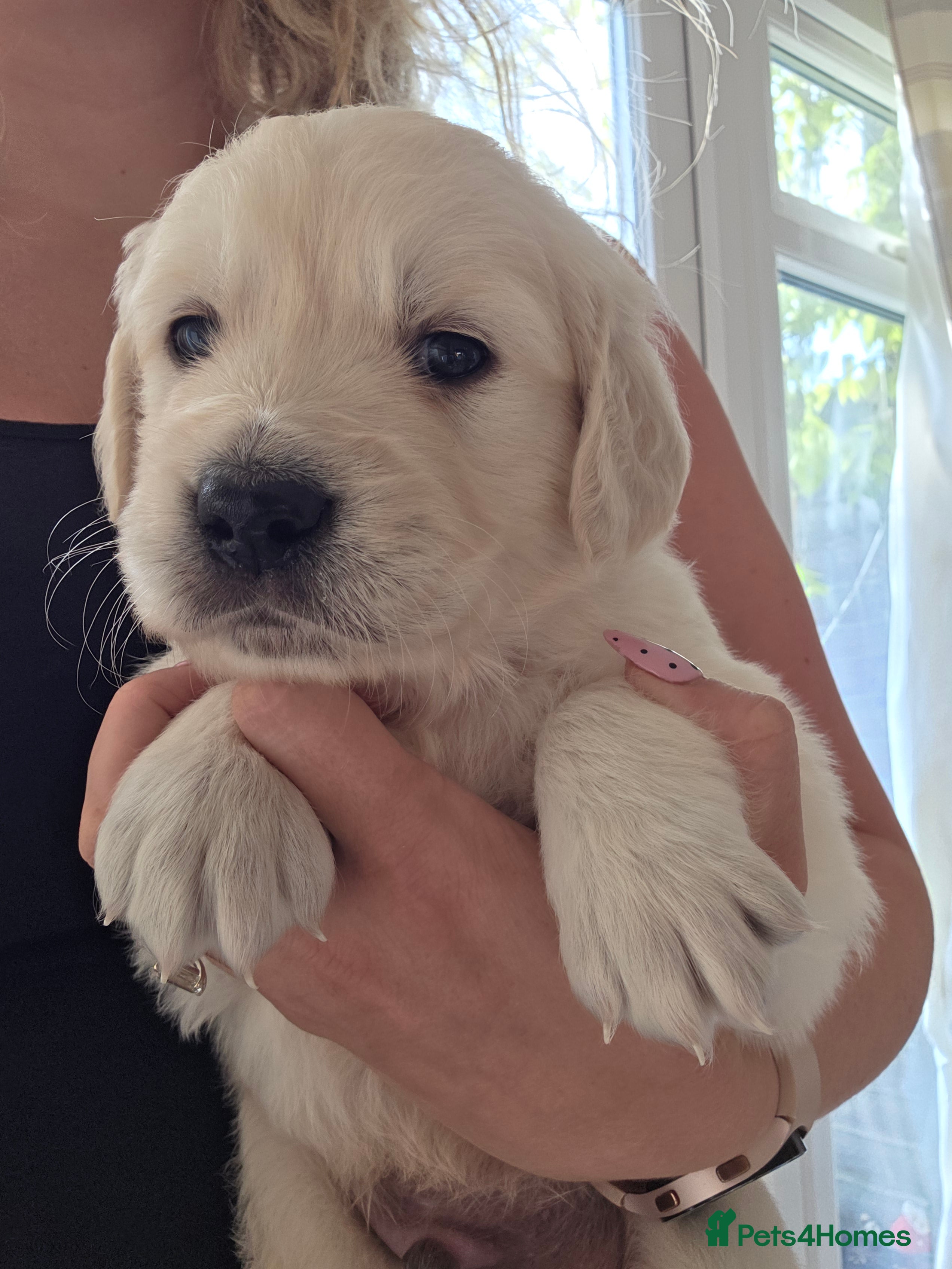 Golden Retriever dogs Fully Health Tested KC Registered Cream Puppies - Advert 2