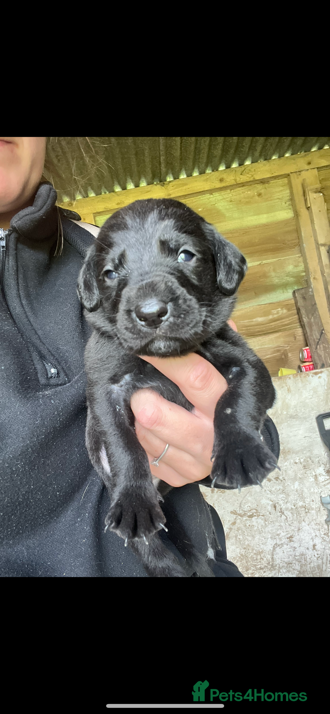 Labrador Retriever dogs for sale: Pedigree KC Reg Labrador puppies - Image 8