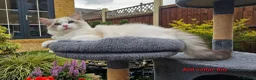 Ragdoll cats for sale: GCCF PEDIGREE CERTIFICATE KITTENS  - Advert 14