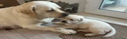 Goldador dogs for sale: Last one girl Champion Bloodline Goldador - Advert 9