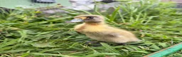 Ducks poultry for sale: 5 Indian Runner Ducklings  - Advert 6