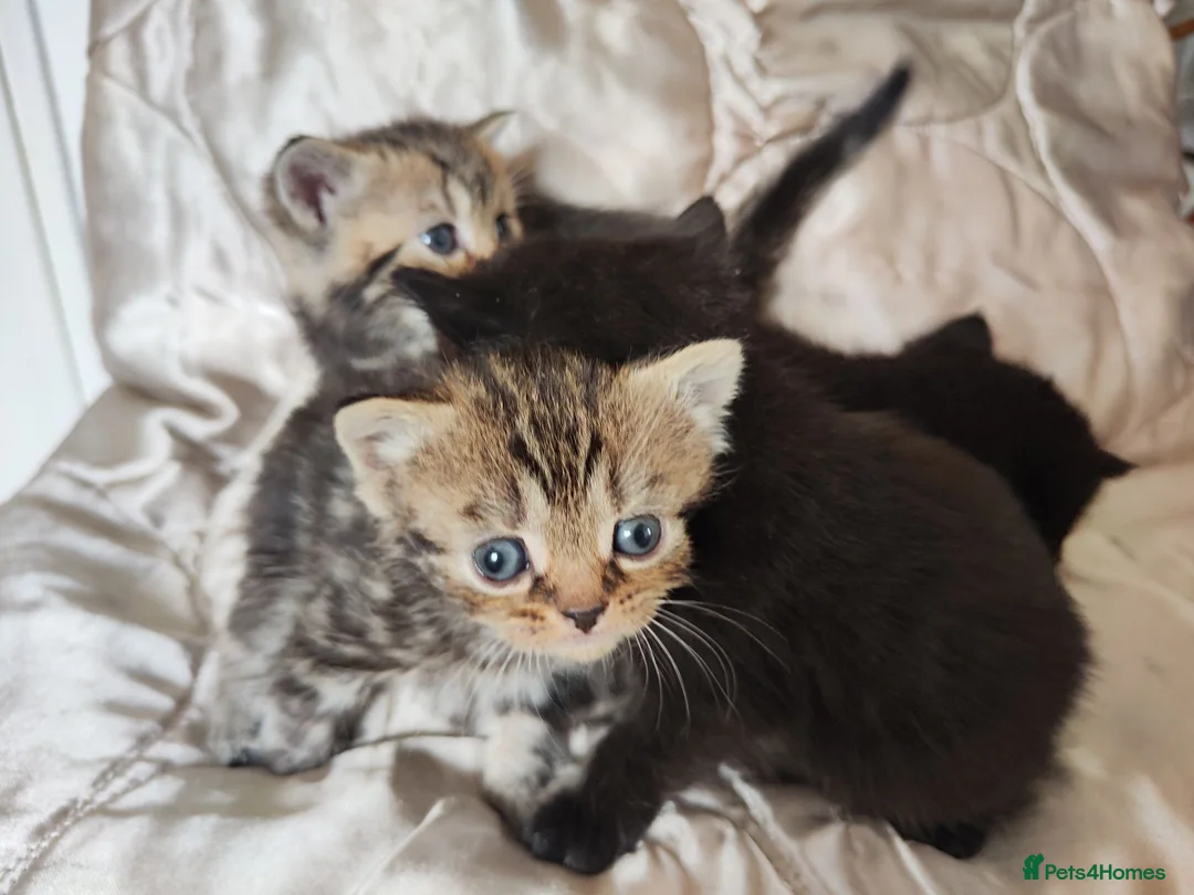 Mixed Breed cats for sale: British shorthair X - Advert 14