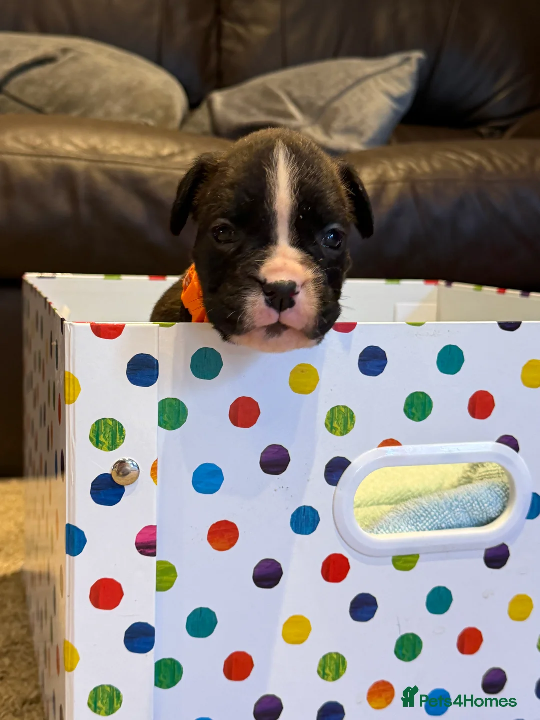 Boxer dogs for sale: Adorable litter of KC registered boxer puppies  - Advert 12