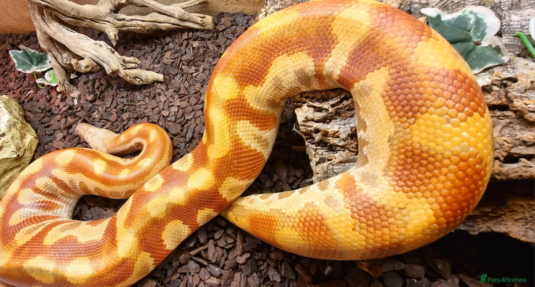 Python Snake reptiles for sale: T+ Blood Python - Advert 1