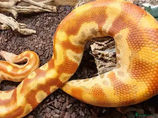 Python Snake reptiles T+ Blood Python - Advert 1