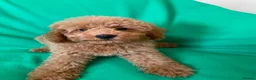 Toy Poodle dogs for sale: Exceptional Toy Poodle Girls in Bristol - Advert 6