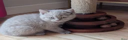 Selkirk Rex cats for sale: 😻 Beautiful Selkirk Rex Kittens 😻 - Advert 3