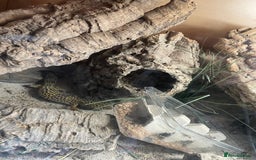Leopard Gecko reptiles for sale: Free to good home  - Image 3