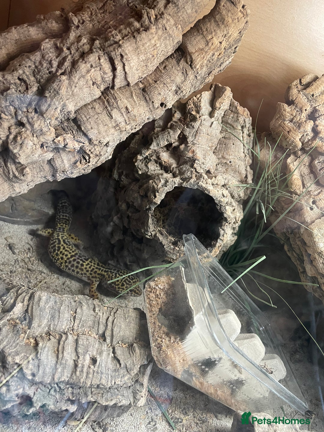 Leopard Gecko reptiles for sale: Free to good home  - Image 3
