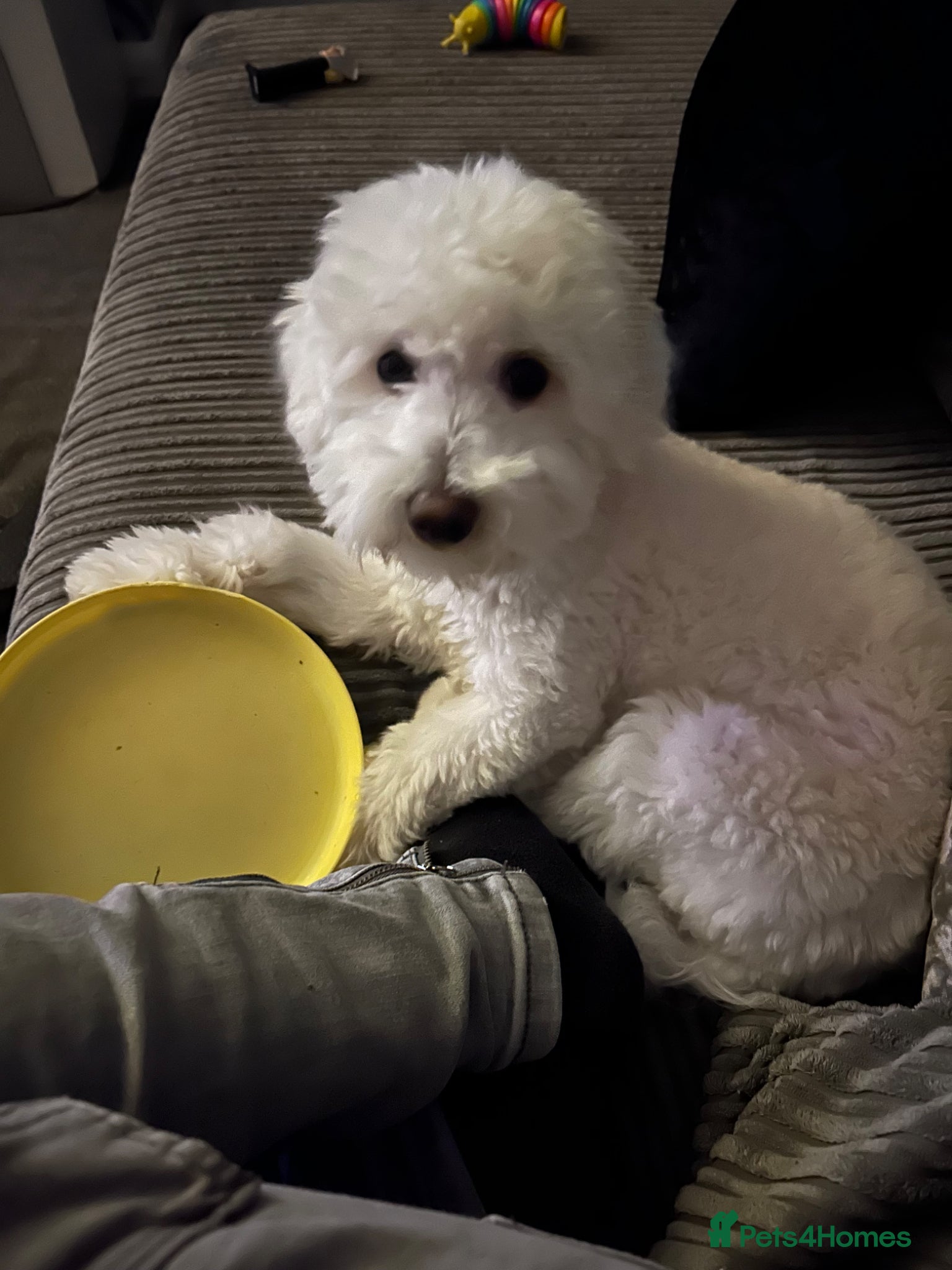 Mixed Breed dogs 8 month old boy bichon/maltese - Advert 4