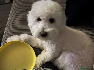 Mixed Breed dogs 8 month old boy bichon/maltese - Advert 4