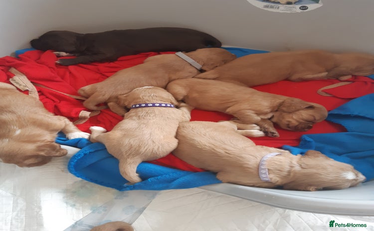 Cocker Spaniel dogs - Advert 5