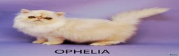 Persian cats for sale: GCCF Active - Show/Breed Quality Persian Females - Advert 7