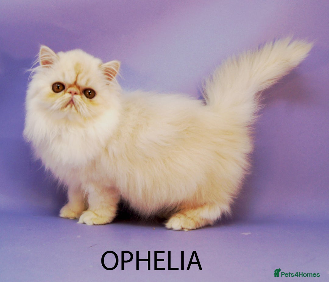 Persian cats for sale: GCCF Active - Show/Breed Quality Persian Females - Advert 7