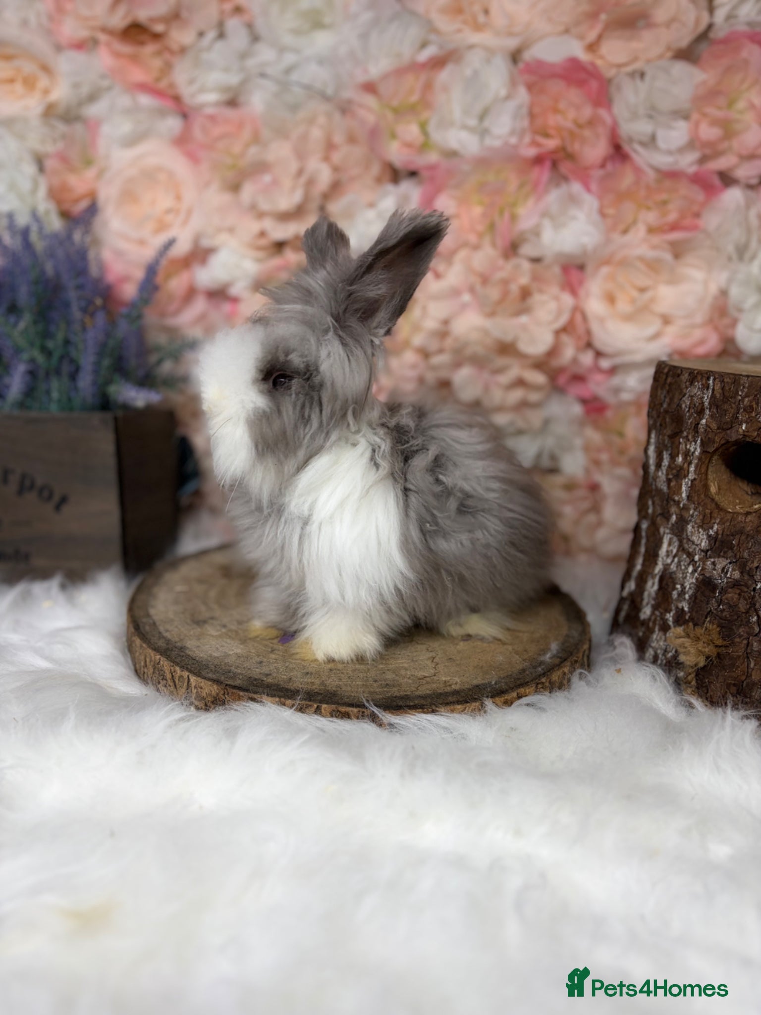 Angora rabbits for sale: 🌟 PUREBRED ENGLISH ANGORAS 🌟 - Advert 4