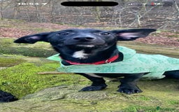 Mixed Breed dogs for sale: 2 year old female Dollie  - Image 1