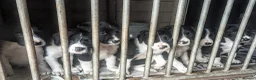 Sprollie dogs for sale: Sprollie Pups For Sale in Crediton - Advert 7