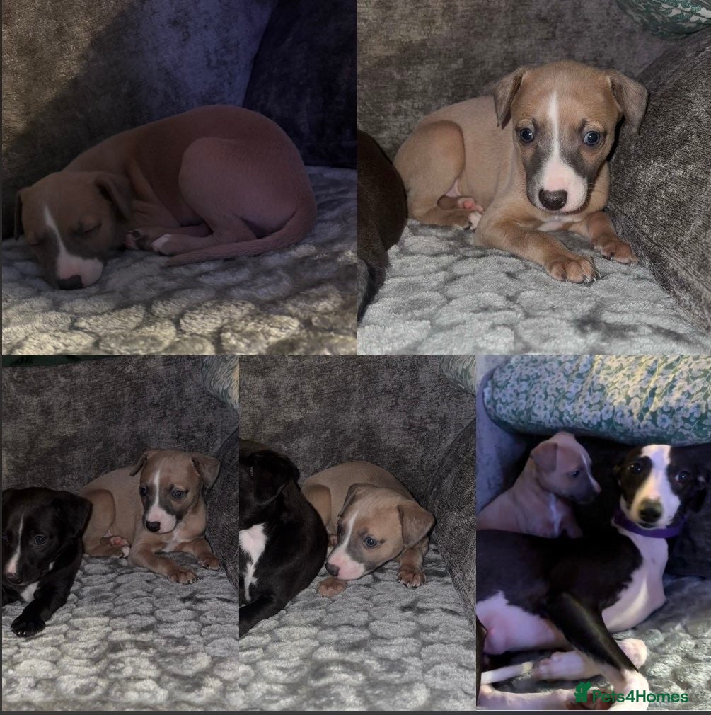 Whippet dogs Whippet pups  - Advert 2