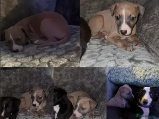 Whippet dogs Whippet pups - Advert 2