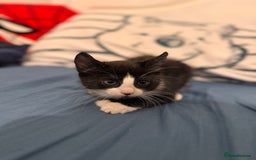 Mixed Breed cats for sale: 5 beautiful kittens  - Image 6