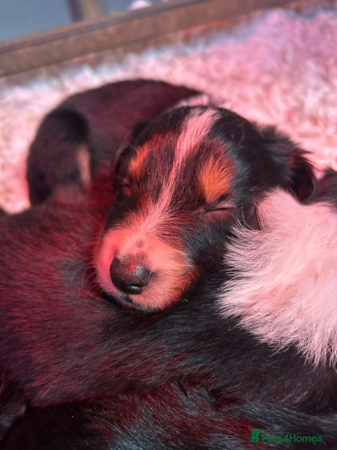 Mixed Breed dogs for sale: Beautiful, Bearded Collie x Border Collie pups.  - Advert 7