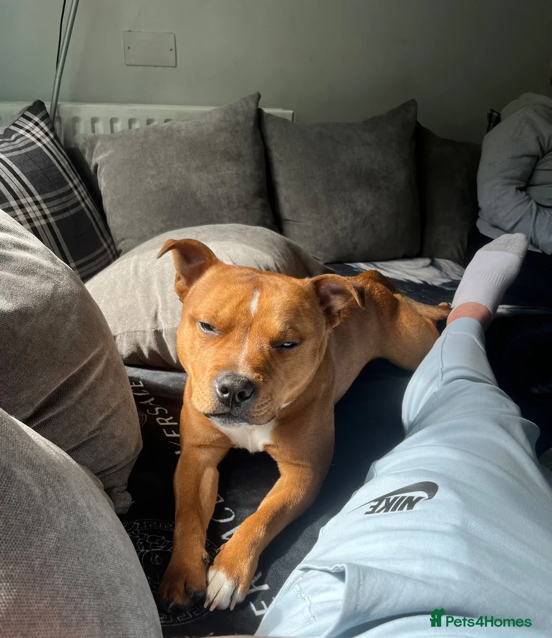 Staffordshire Bull Terrier dogs for sale: Are boy staffy - Advert 1