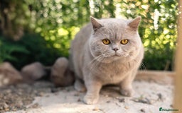 British Shorthair cats for stud: Full BSH Thorn Male. Stud duties Only  in Stockport - Image 1