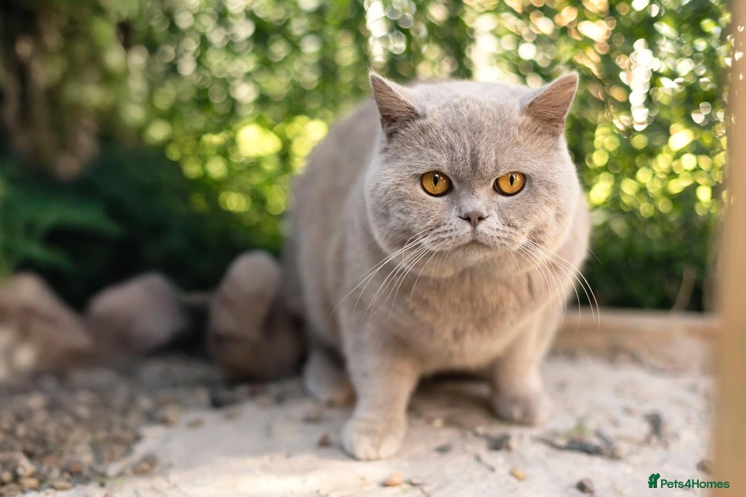 British Shorthair cats for stud: Full BSH Thorn Male. Stud duties Only  in Stockport - Image 1